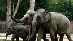 Dráma v zoologickej záhrade v Prahe: Slon zaútočil na chovateľku