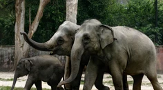 Dráma v zoologickej záhrade v Prahe: Slon zaútočil na chovateľku