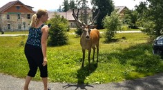 Veľký odchyt vo Vysokých Tatrách. Lane a jelene, ktoré útočia na ľudí, prevezú do zvernice