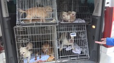 Biznis so psami na Slovensku narástol do obludných rozmerov. Nelegálne množiarne sú takmer všade