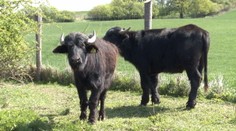 Sadistické vyčíňanie zlodejov: Brutálne zabili gravidnú kravu aj s teliatkami