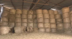 Farmári nemajú dosť krmiva na zimu. Chcú predať viac ako 10-tisíc zvierat