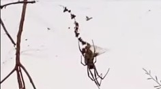 VIDEO: Pavúk veľký ako čivava sa vznášal nad cestou