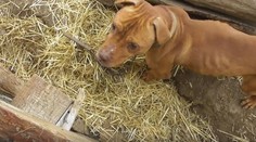 Na boj proti psím zápasom a ich organizátorom vyzývajú aj politici