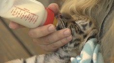 Dve tigríčatá, ktoré policajti odobrali Slovenke, zomreli vo viedenskej zoo