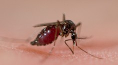 Nebezpečné komáre sa blížia k Slovensku. Môžu priniesť choroby, ktoré tu ešte neboli