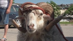 Dubničan, na ktorého zaútočil baran: Policajti na mňa pozerali, ako keby som padol z mesiaca