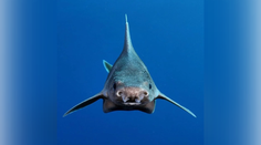 Rybárska loď ulovila obrovskú raritu. Vedci doteraz takého žraloka nevideli