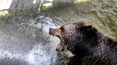 Všade sa loví, len u nás zabíja, tvrdia poľovníci, ktorí chcú zmenu. Ochranári v tom vidia zádrhel