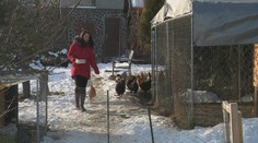 Manželia si svoje bývanie v dome takto nepredstavovali. Susedom na dedine prekážajú ich sliepky