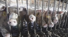 Zápach z prasiat rozhádal obec. Starosta tvrdí, že situácia je neúnosná