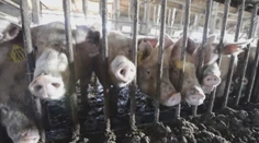 Zápach z prasiat rozhádal obec. Starosta tvrdí, že situácia je neúnosná