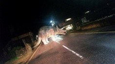 Vodiča na strede cesty prekvapil dinosaurus