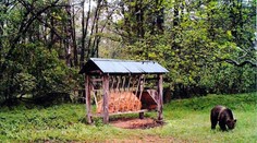 V blízkosti Bratislavy spozorovali ďalšieho medveďa. Názory odborníkov na riešenie sa líšia