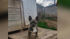 Predávajú psov a je im jedno, čo s nimi bude. Množiteľ sa vykrúcal, no usvedčila ho fotka v inzeráte