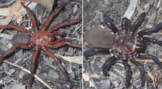 V Austrálii objavili nový druh pavúka. Vedcov ohromil svojou veľkosťou