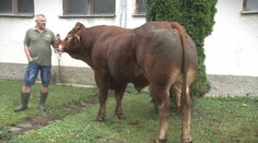 Nemá ani tri roky, váži viac než tonu a na konte má 70 teliat. Plemenný býk je pýchou farmy pri Svidníku
