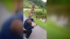 Jeleň v Tatranskej Lomnici kopal turistov do zadku. Museli ho presťahovať