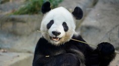 Nápad za milión. V Číne budú vyrábať toaletný papier z pandích výkalov