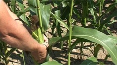 Zlodeji kukurice už majú aj vlastnú facebookovú stránku