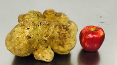 O rekordnú hľuzovku sa pobijú na dražbe tí najväčší boháči