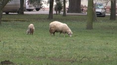 Hladný pes roztrhal ovcu v domove. Všetko videli postihnuté deti