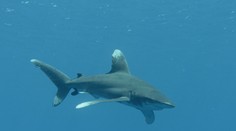 Egypťania sú vydesení z útokov žralokov, začali ich loviť vo veľkom. Odborníci varujú, že to môže mať fatálne následky