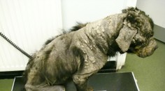 Psík zomrel kvôli zanedbaniu majiteľkou, tá ale do väzenia nepôjde