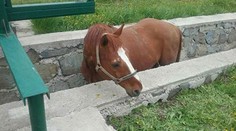 Zvolenskí hasiči vyťahovali koňa z hlbokého jarku