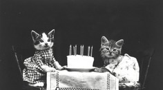 Storočné fotografie rozkošných mačiatok sú dodnes hitom. Aj bez internetu