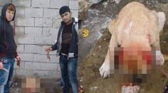 Sociálnou sieťou sa šíria fotky chlapcov, ktorí odrezali psíkovi uši