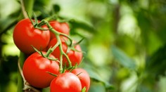 Máte veľa rajčín? Uvarte si na večeru tieto skvelé recepty