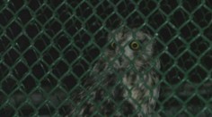 V minulosti sa niektoré Nového roka nedožili. Pozreli sme sa, ako zvládajú hlučné oslavy zvieratá v zoo