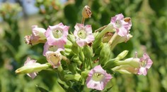 To je irónia! Vedci zistili, že rakovinu by dokázal vyliečiť tabak