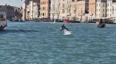 V Benátkach sa objavil netradičný návštevník. Pomedzi gondoly už mesiace pláva delfín Mimo