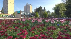 Mestá už zakvitli. V Banskej Bystrici už vysadili desaťtisíce kvetov, nezaostáva ani Dolný Kubín