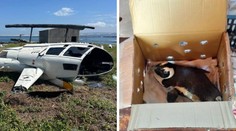 Tučniak zapríčinil pád helikoptéry v Južnej Afrike. Vypadol zo škatule a na palube sa dialo niečo nevídané