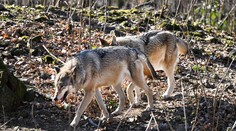 Vlky sa počas bieleho dňa objavili pri dedine na juhu Slovenska. Ochranár tvrdí, že už nejde o raritu
