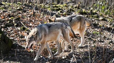 Vlky sa počas bieleho dňa objavili pri dedine na juhu Slovenska. Ochranár tvrdí, že už nejde o raritu