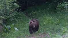 Usmrtia medvede, ktoré ničili cintorín v Ružomberku