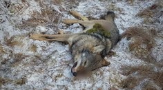 Po medveďoch začali strieľať aj vlky. Prvé už odstrelili neďaleko prísne chránených území