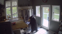 VIDEO: Medveď sa vlámal do domu. Z mrazničky si vybral lasagne a vykradol sa oknom