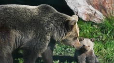 Vo Veľkej Lomnici sa pohybuje medvedica s mláďatami. Obec varuje obyvateľov