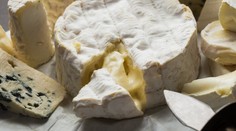 Milovníci syrov s plesňou budú mať hlavu v smútku. Dvom obľúbeným francúzskym lahôdkam hrozí zánik