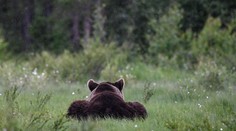 Čo s medvedím problémom? Pozreli sme sa hlbšie na argumenty ochranárov