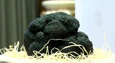 Vyzerá nelákavo, ale možno za ňu dostať tisíce. Našli ju v Maďarsku