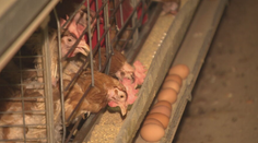 Ak by sa vtáčia chrípka objavila vo veľkochove, Slovensko by zažilo nový cenový šok