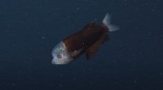 VIDEO: Priehľadná lebka odhaľuje obrovské zelené oči. Vedci nakrútili záhadnú rybu z hlbín