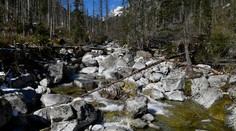 Rezervácie nie sú významným zdrojom lykožrútovej kalamity, tvrdia odborníci