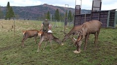 Tatranská polepšovňa pre neposlušné jelene sa plní. Za ich správanie môžu ľudia, ktorí ich kŕmili